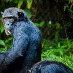 2 Days Chimpanzee Trekking In Uganda Kibale National Park