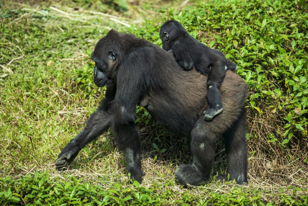Close-Up Shot of Gorillas Walking on the Grass