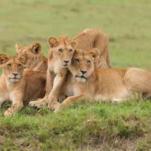 3-Day Kidepo Valley National Park Exclusive Safari Tour (4 people Minimum required)