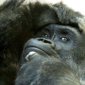 Close up of gorilla with expressive face and pose